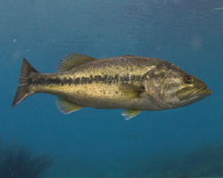 Micropterus notius - Suwannee bass